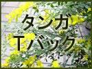 タンガ Tバック